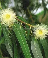 high quality natural eucalyptus leaf