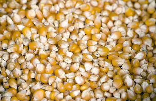 
New Crop Dried Yellow Maize 