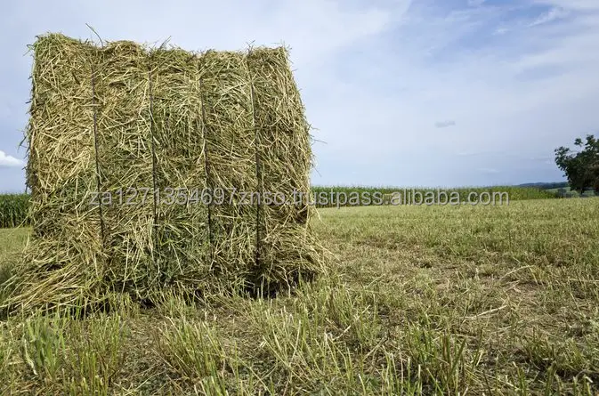 Top Quality Alfafa Hay Pure Alfalfa Hay/timothy Hay/ Hay For Animal Feed, Alfalfa Hay wholesale price. Good Prices