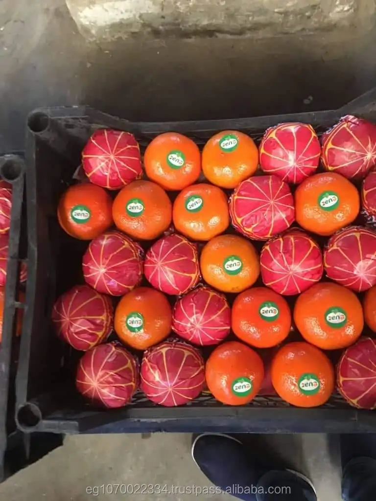 mandarin orange fruit for Oman  market  speed shipping