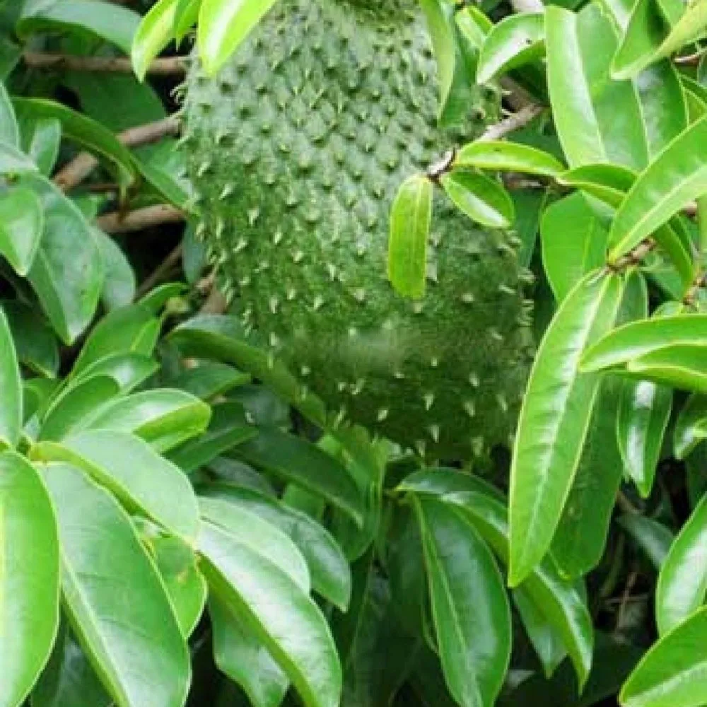 CHEAP PRICE ON SALE FROZEN SOURSOP HIGH QUALITY EXPORT FROM VIETNAM /Ms.Min whatsapp +84 327 524 535