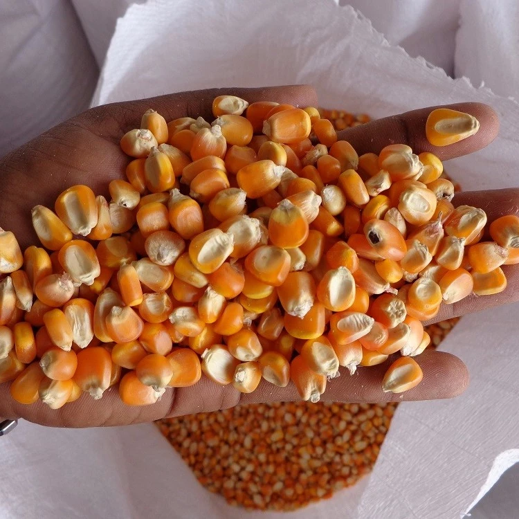 
New Crop Dried Yellow Maize 