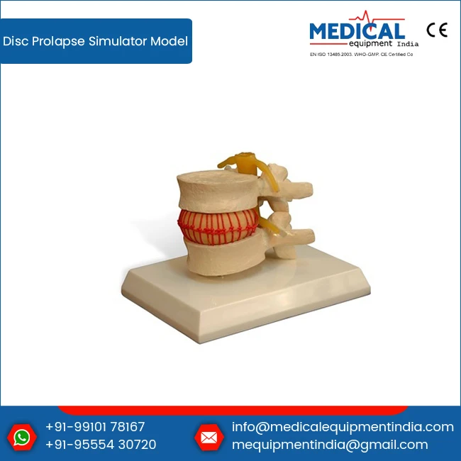 Best Price PVC Intervertebral Disc Prolapse Simulator Model New Arrival Medical Teaching Tool for Schools