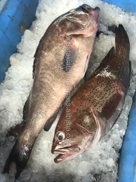 GROUPER FISH/REEFCOD FISH WHOLE FROZEN