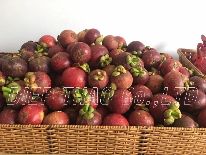 
VIETNAM FRESH FRUIT MAGOSTEEN FRUIT 