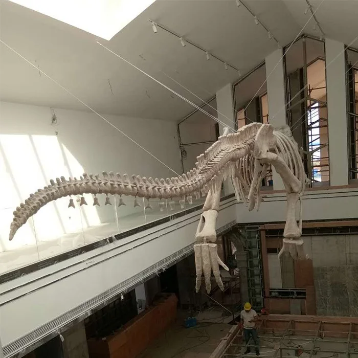 Simulation authentic dinosaur fossils for sale