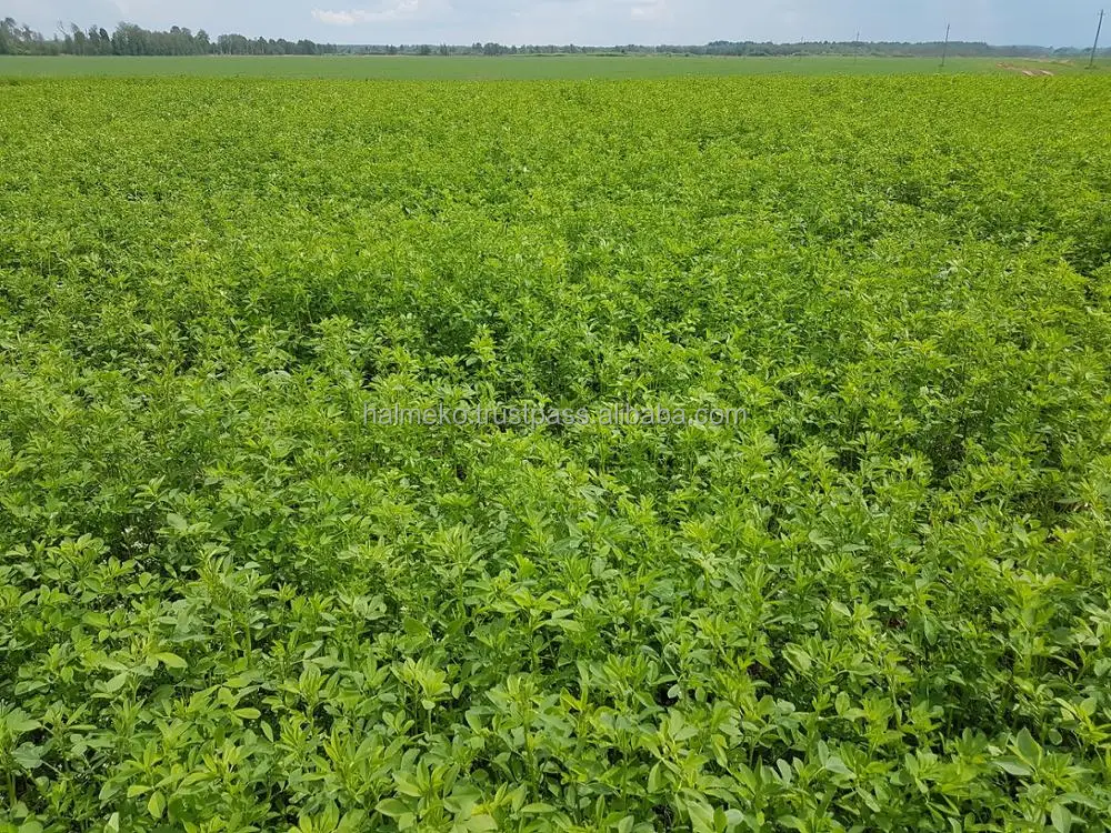 
Alfalfa pellets for cattle animal feeding 