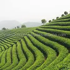 
GREEN TEA EXTRACT POWDER- VIETNAM TEA- VIETNAM FRUIT 