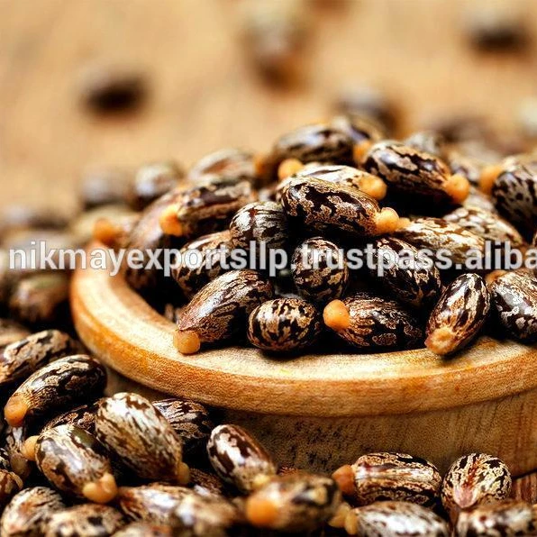
NATURAL CASTOR SEEDS ORIGIN INDIA FROM NIK-MAY EXPOTRS 