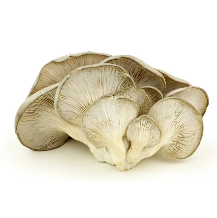
Oyster Mushroom for sale 
