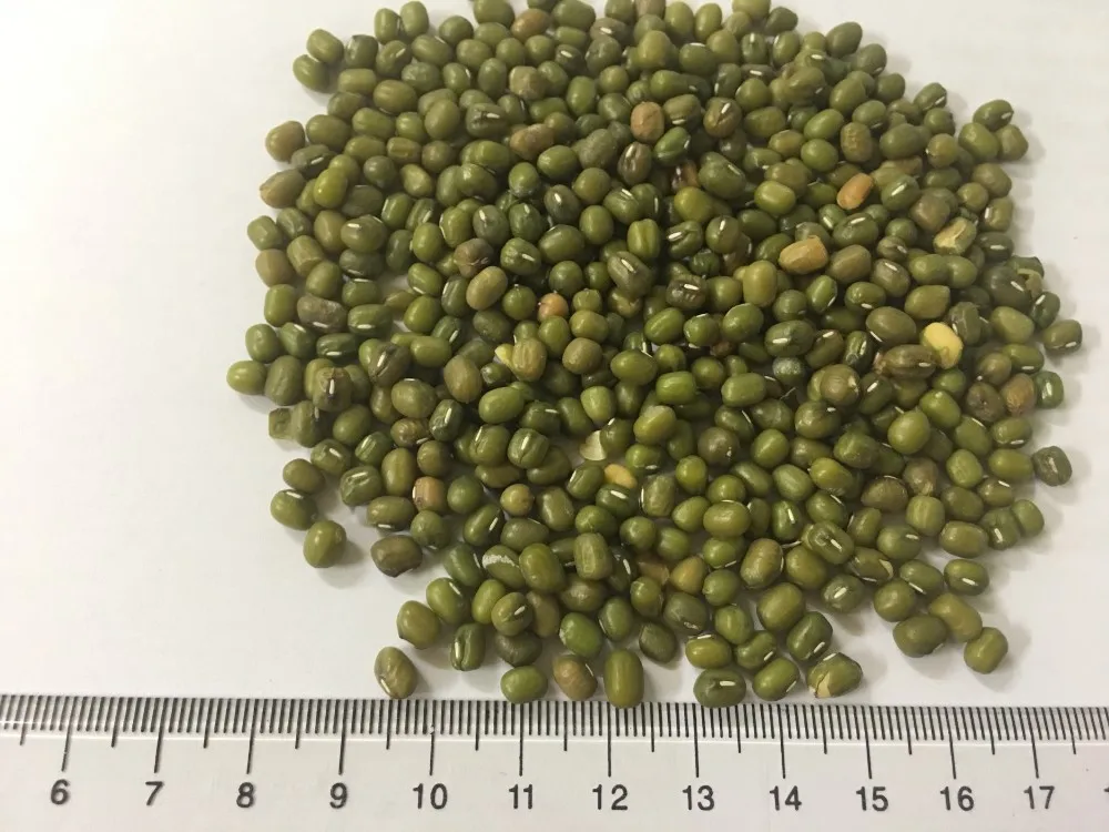 
VIETNAM BEST SELLING GREEN MUNG BEANS 