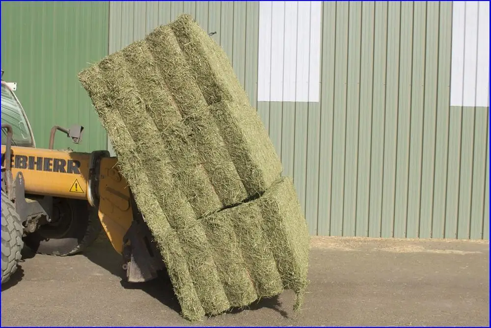 
Alfalfa Medicago sativa 