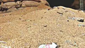 
2021 Premium Quality Rye Grains for Sale 