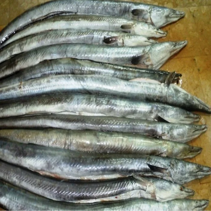 Thai Frozen Eel Fish Fresh /Frozen Grade A hot sales