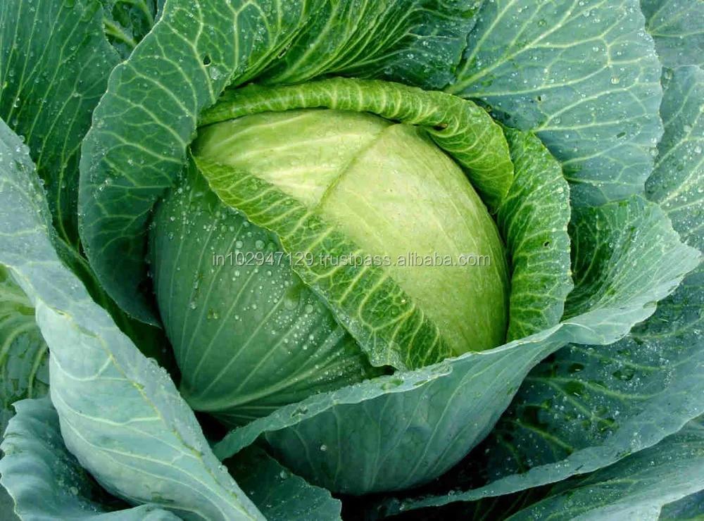 Magic gro plus for organic vegetables farming