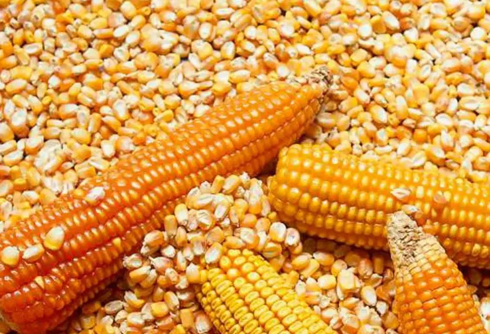 Argentine High Quality Yellow Corn for Animal Feed