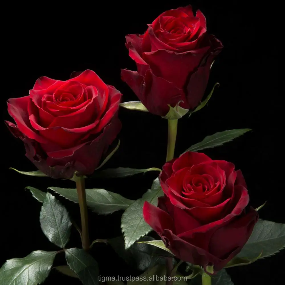 Fresh cut flowers rose direct from ECUADOR white red yellow long stem News Flash