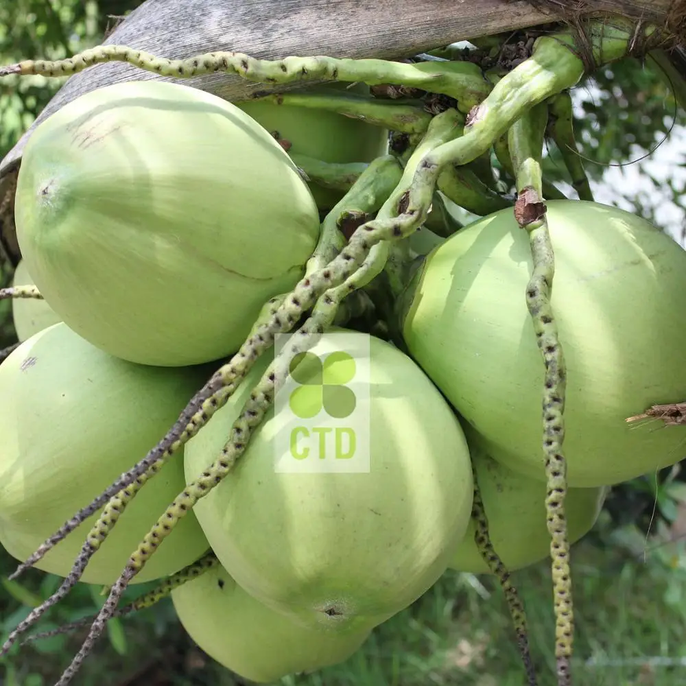 
FRESH GREEN COCONUT_VIETNAM 