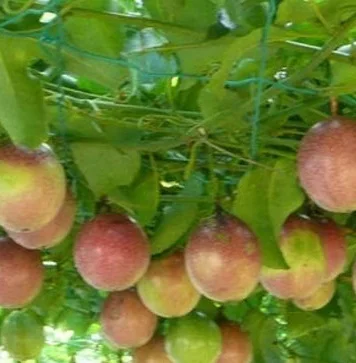 Конкурентоспособная цена _ Fresh PASSION FRUIT _ высокое качество 2020/ Whatsapp + 84 845 639 639