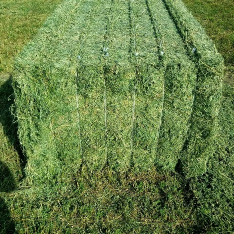 Alfalfa Hay  Animal Feed Alfalfa Hay from South Africa