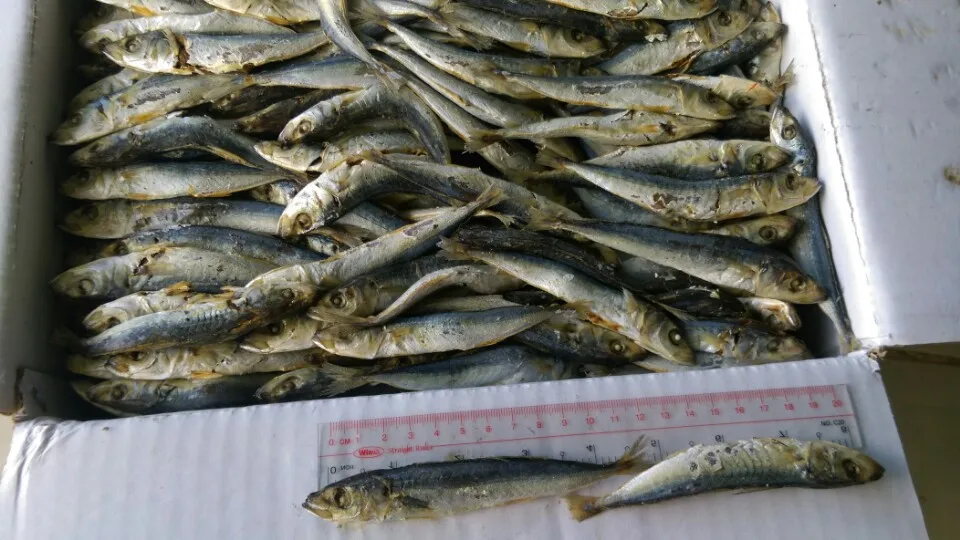 
Dried Round Scad Fish BODY BRC Piece Vacuum Pack Southern Puffer 