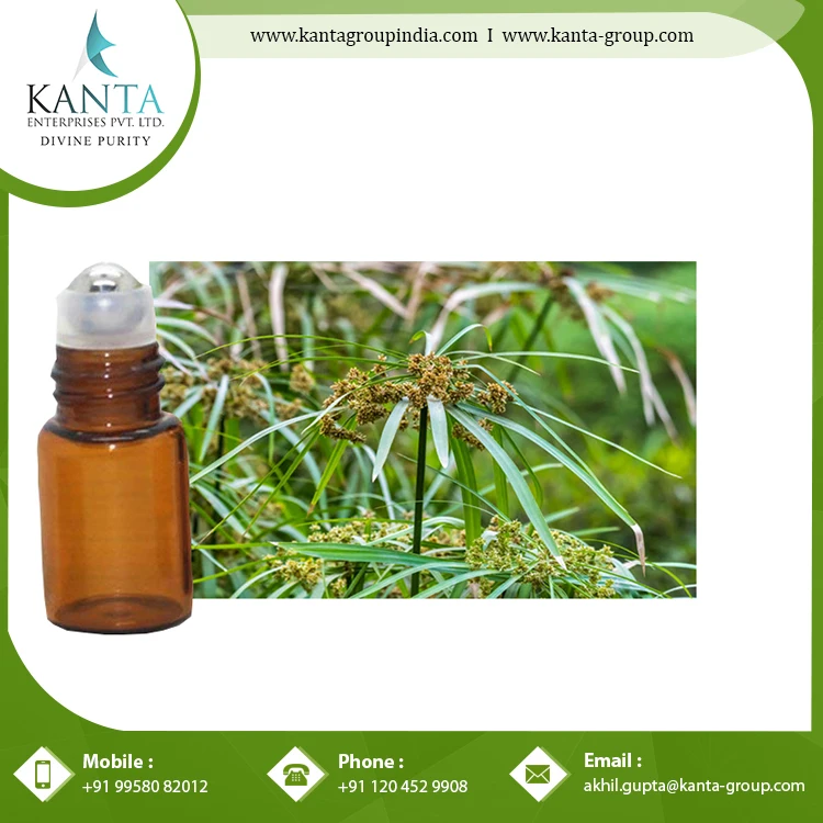 Wholesale Price Pure Cypriol Essential Oil used in the medication of skin diseases at Lowest Price