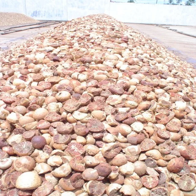 Betel Nuts WHOLE 60-65% good whole, well dried