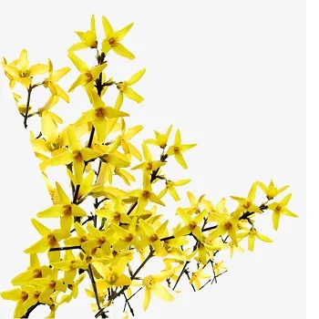 100% Pure and Natural Galbanum Oil Bulk Exporter From India at Wholesale Prices for Cosmetic Use