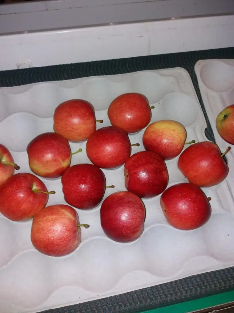 Свежие фрукты, яблоки Королевского торжества, свежие яблоки класса 1, польское происхождение