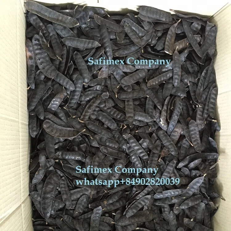 Gleditsia triacanthos Boket Vietnam honey locust