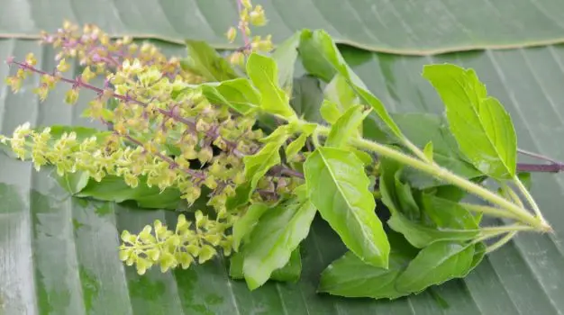 Water soluble Holy Basil Tulsi Ocimum tenuiflorum  tulasi Ocimum Sanctum Extract manufacturing herbal extract from india