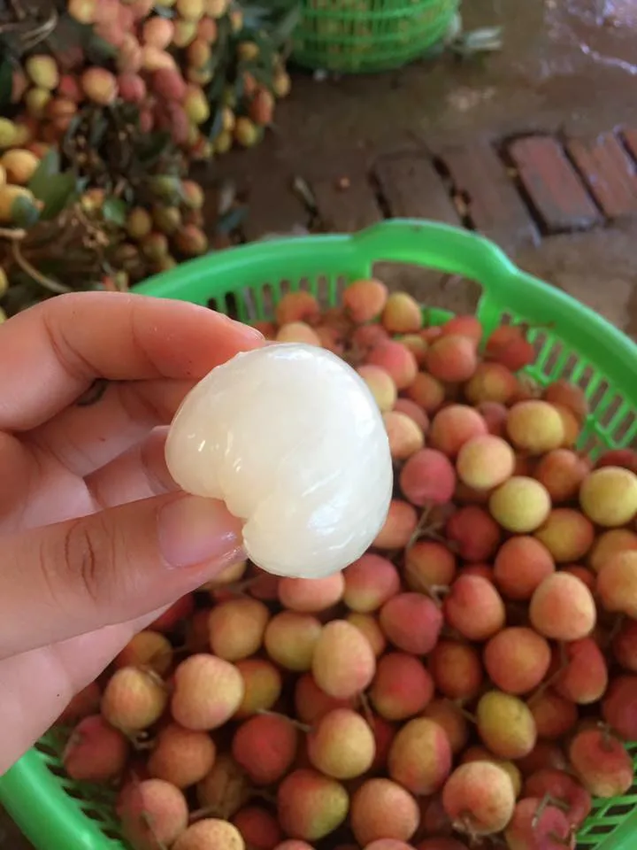 Fresh Litchi Season 2022, contact  +84963818434