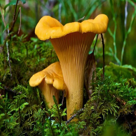 
HOT SALE CHANTERELLE IN BULK 