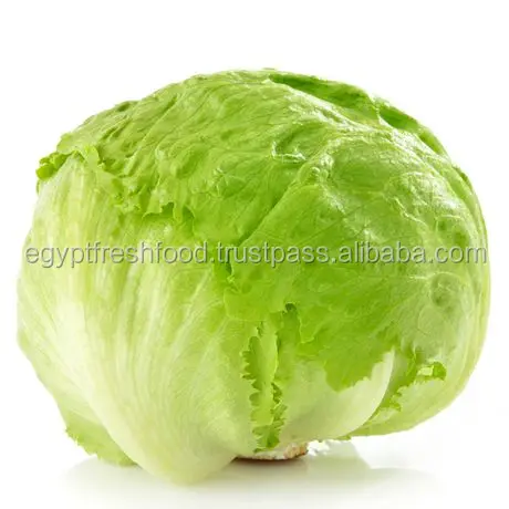 iceberg lettuce fresh crop from Egypt , Fresh/frozen Broccoli for sale and ready to export