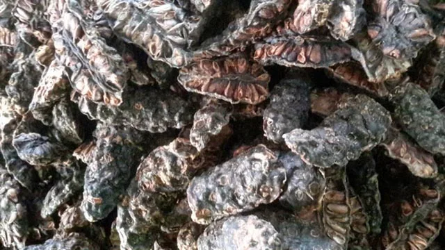 NONI DRIED/ DRY FRUIT/VIETNAM