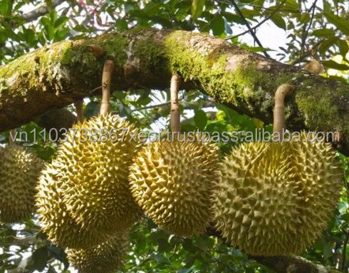 Свежие дуриан фрукты/дурио/дуриан фрукт/+ 84-845-639-639 (Whatsapp)