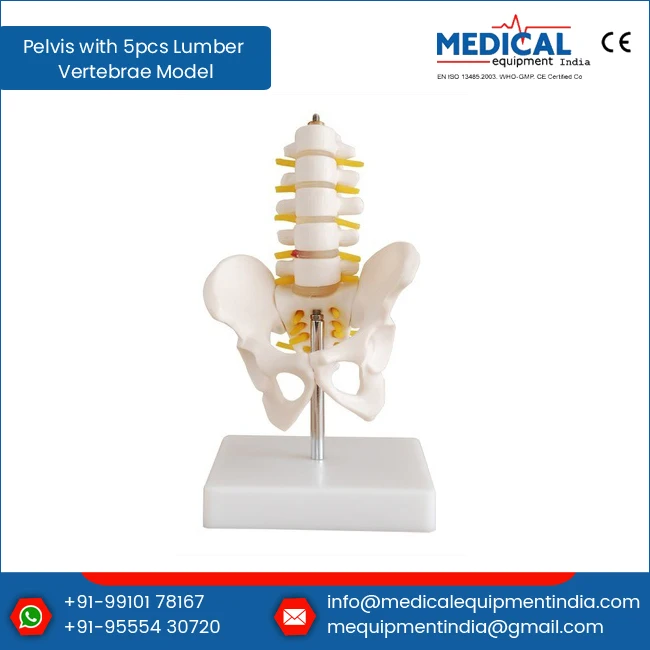 Teaching Purpose 5 pcs Lumber Vertebrae Model With Pelvis Wholesale Price Plastic Anatomy Structure Model