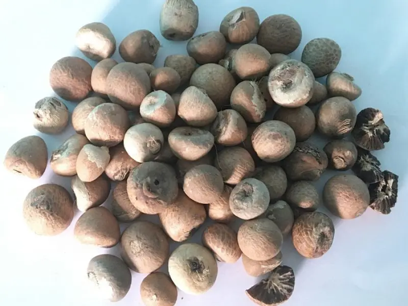 100% натуральные зеленые свежие орехи betel/орехи Areca из Вьетнама-самая конкурентоспособная цена-МС: Праздник whatsapp: + 84-845-639-654