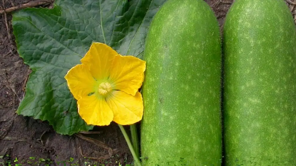 
HIGH QUALITY FRESH WINTER MELON in 2020 