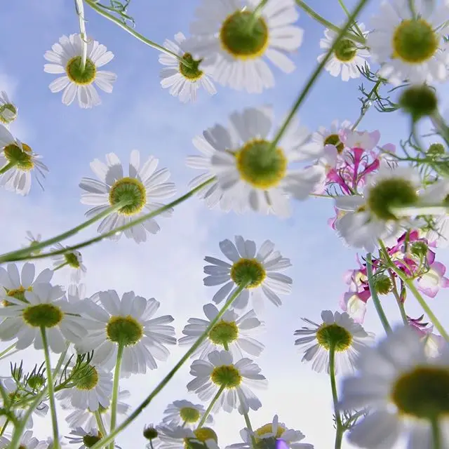 100% Pure Natural Chamomile Roman Hydrosol (Floral Water)