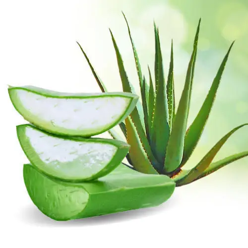 Fresh ALOE VERA in sugar water