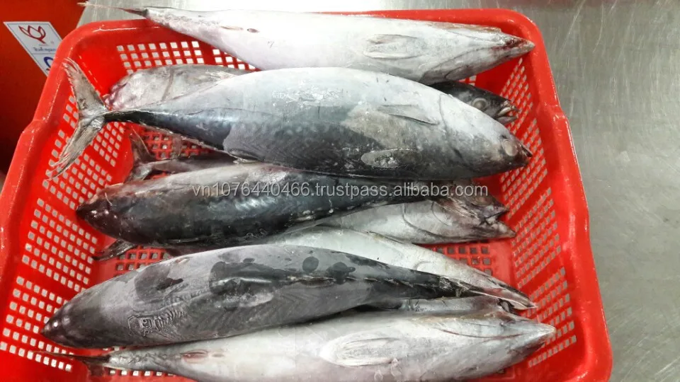 Замороженный тунец Бонито WR_Auxis thazard