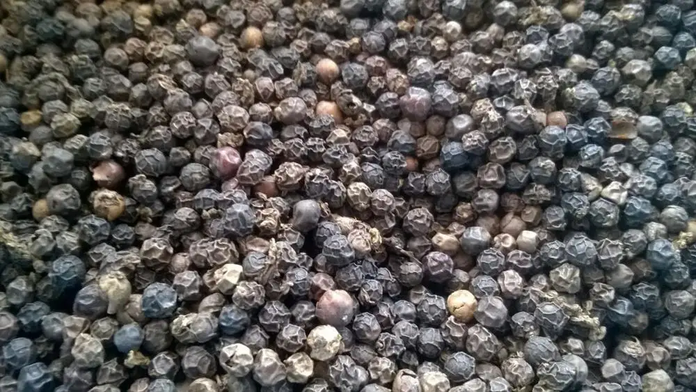 VIETNAM BLACK PEPPER LIGHT BERRY ( WHATSAPP: 0084 164 9078 009)