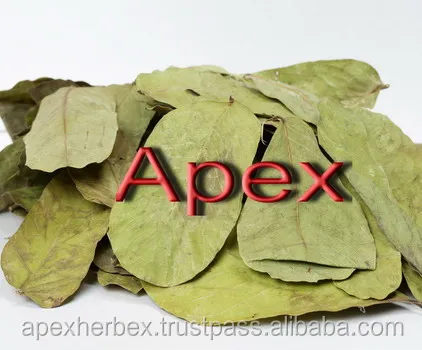 
Cassia Alata leaves T Cut Cassia Alata Leaves Candle Brush 