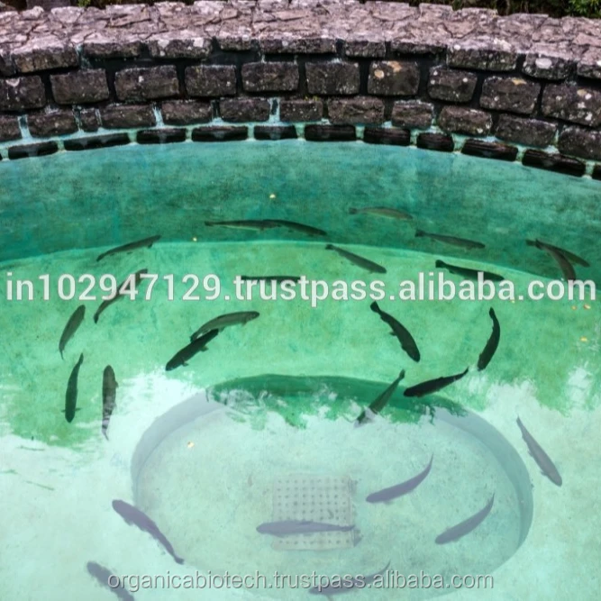 Efficient Bioculture feed additives for Fish Pond Denitrification
