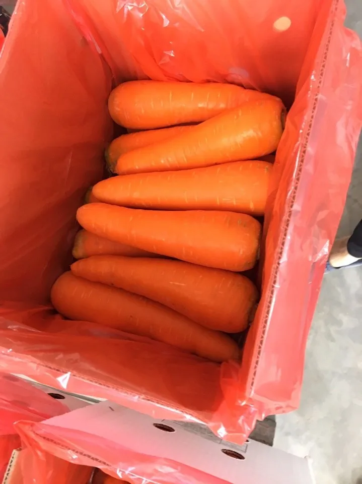 Good quality and price for carot FROM VIETNAM/WHATSAPP 84845639639