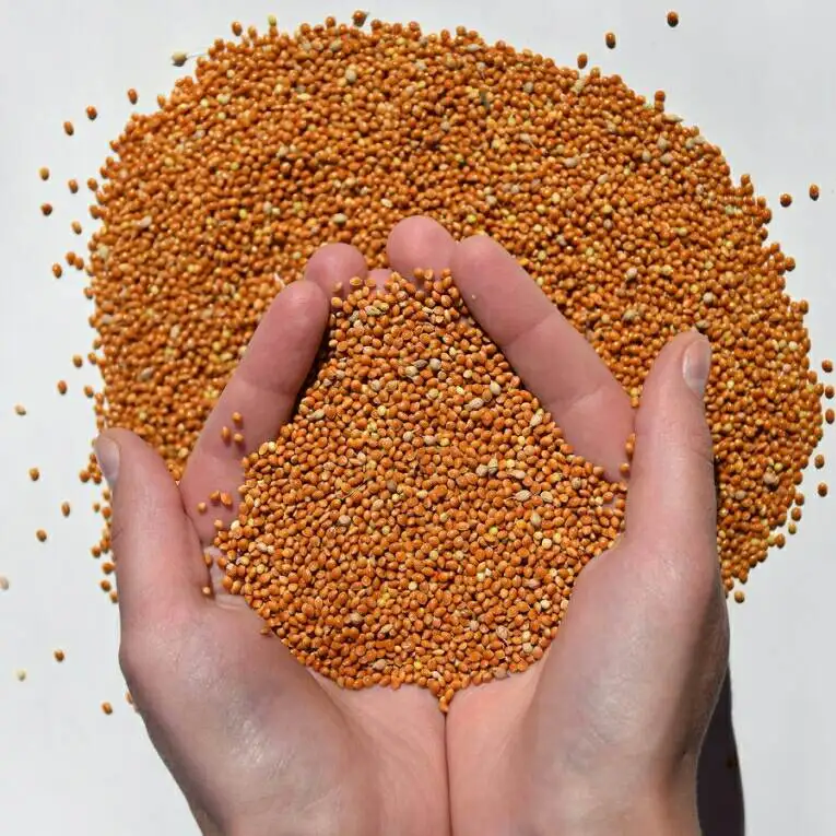 
Best Selling Wholesale Bird Feed Seeds Of Ukrainian origin Red Millet for Birds 