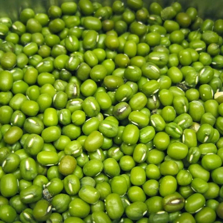 
Fresh round green mung bean price 