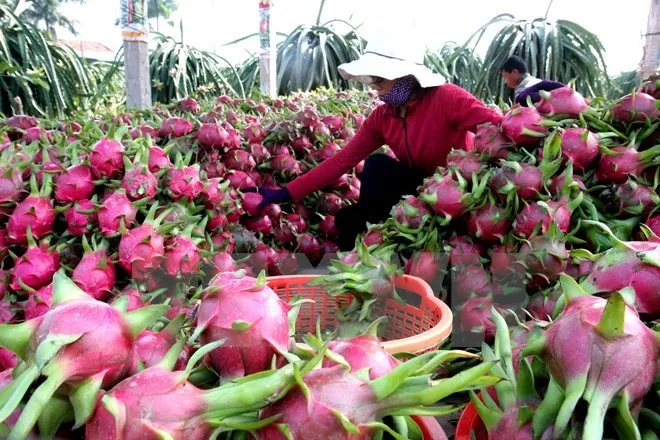 DRAGON FRUIT - VIETNAM DRAGON FRUIT -  FRESH WHITE DRAGON FRUIT - WHATSAPP+84-845-639-639