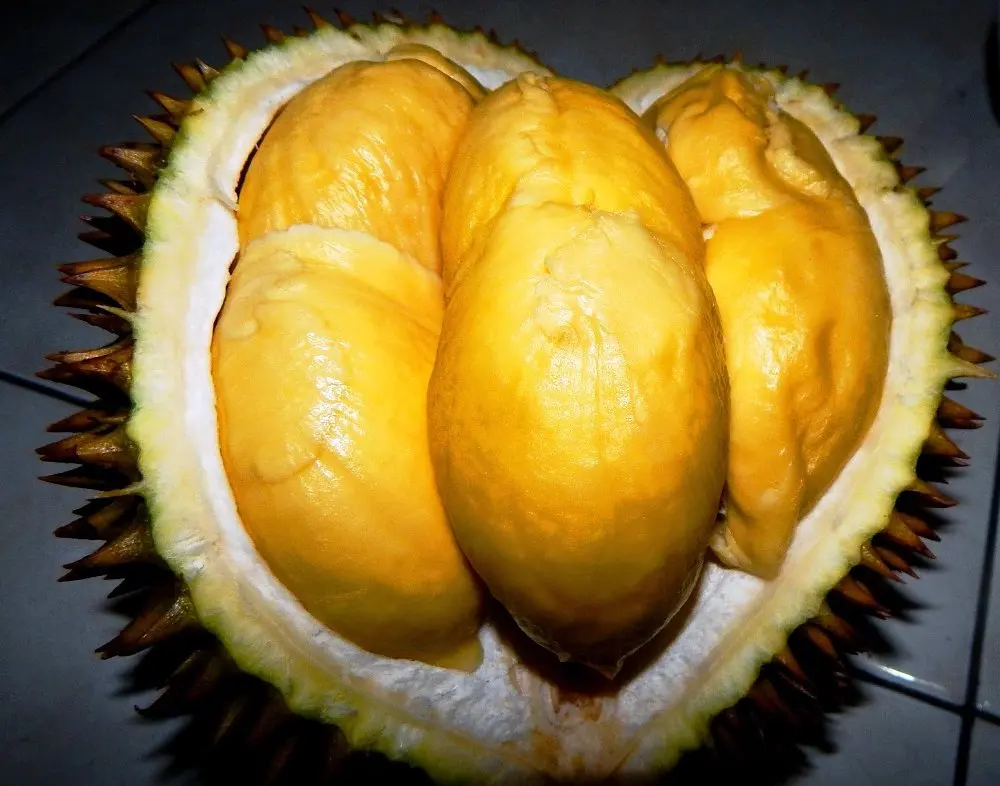 TOP EXPORT PRODUCT! GOOD DURIAN FRUIT WITH HIGH QUALITY AND BEST PRICE
